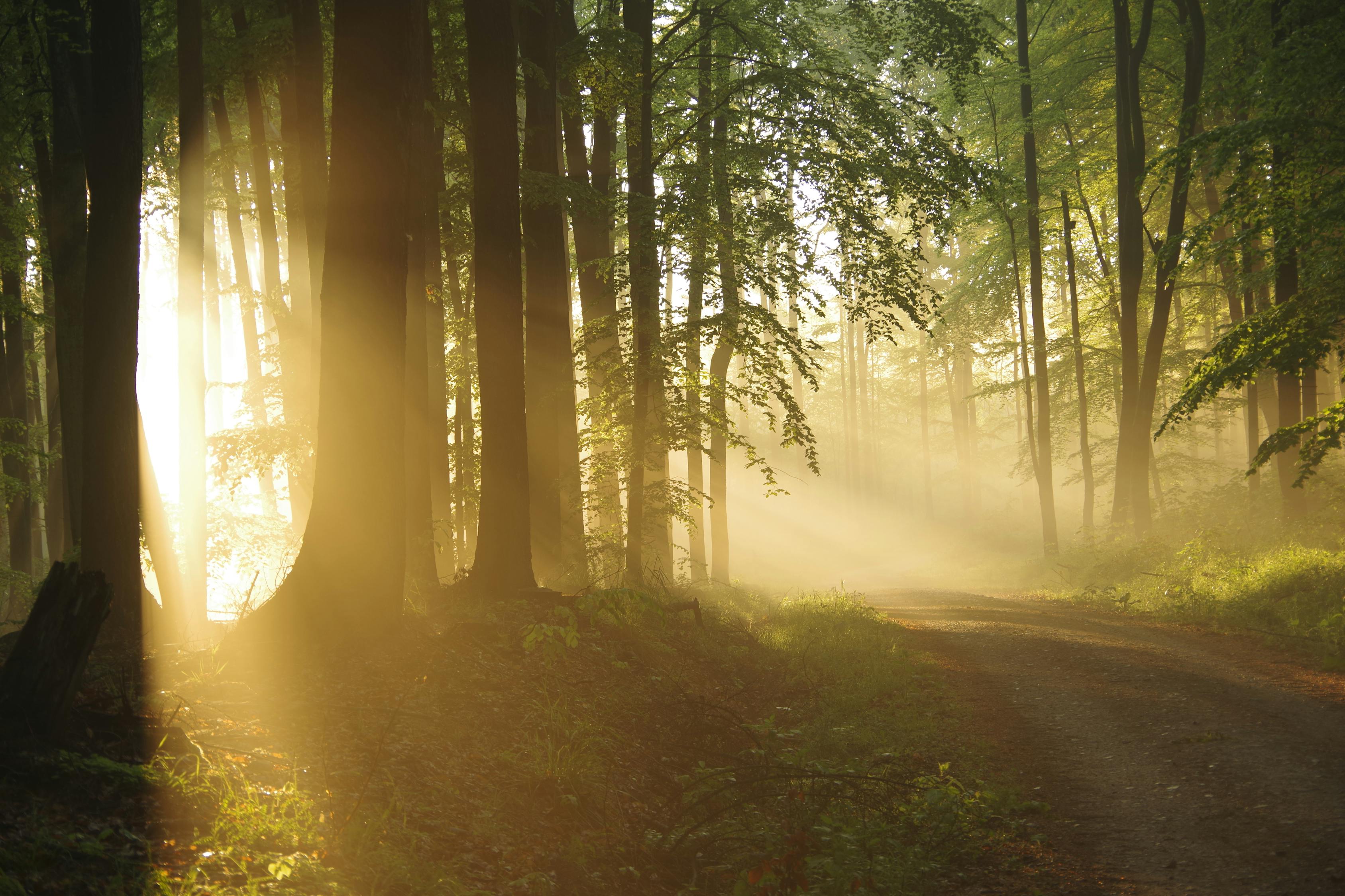 Bright Sunshine Illuminating Path Between Woods At Sunrise · Free Stock