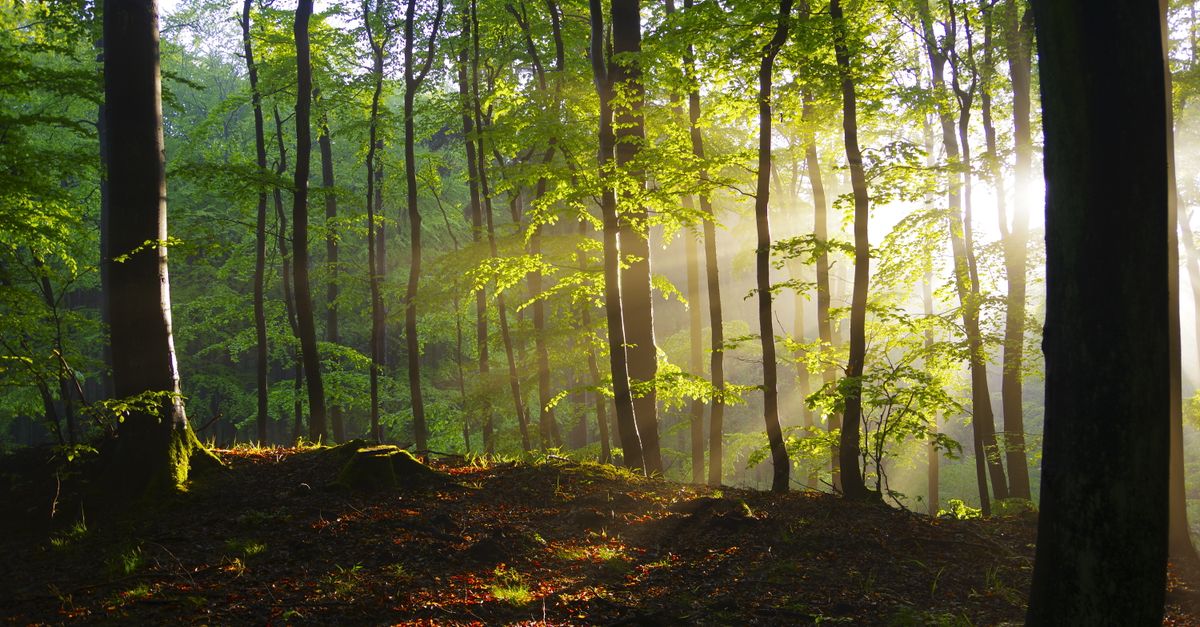 Les Meilleurs Conseils pour Préparer une Excursion Animalière