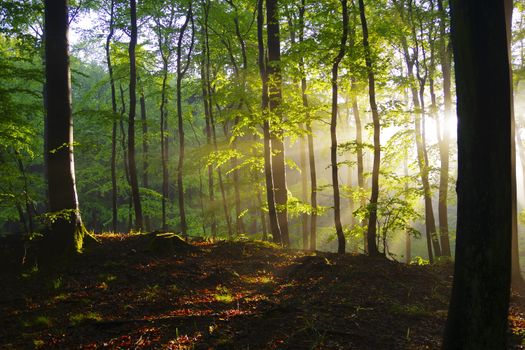 High tree trunks with bright green leaves growing on uneven terrain illuminated by shining sun at dawn