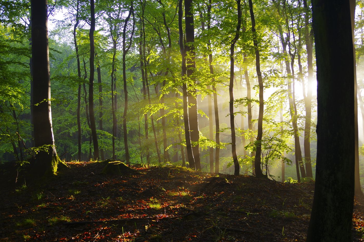 Sunbeams glowing through a lush green forest