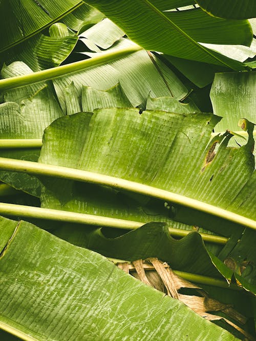 Fotobanka s bezplatnými fotkami na tému banánové listy, príroda, rastlina