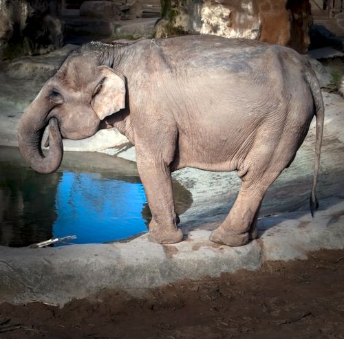Free stock photo of asian elephant, elephant, elephant trunk Stock Photo