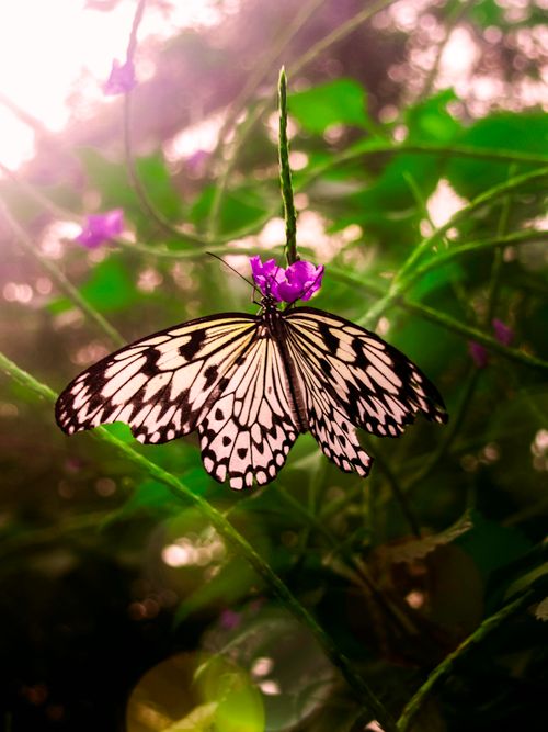 Free stock photo of butterflies, butterfly, butterfly insect Stock Photo