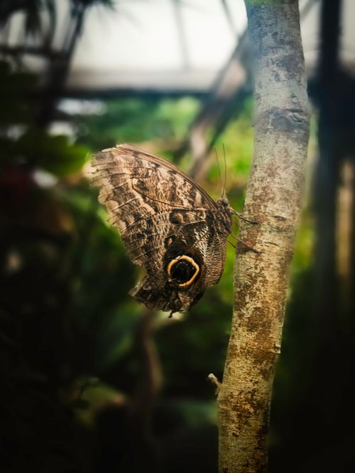 Free stock photo of brown butterfly, butterflies, butterfly Stock Photo