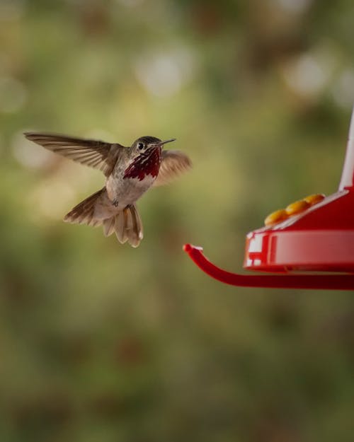 Immagine gratuita di animale, birdwatching, colibrì