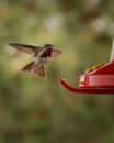 Brown Humming Bird Flying