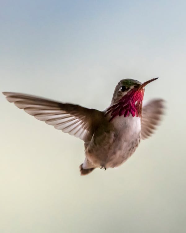 Brown and Gray Humming Bird