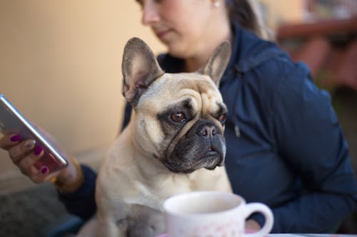 Unrecognizable female sitting with French bulldog and browsing mobile phone on blurred background