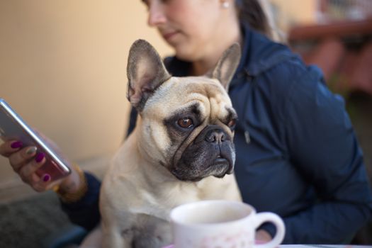 一名面目全非的女子与一只法国斗牛犬坐在模糊的背景前，一起浏览手机