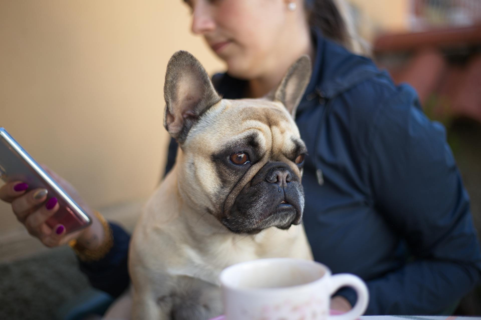 Unrecognizable female sitting with French bulldog and browsing mobile phone on blurred background