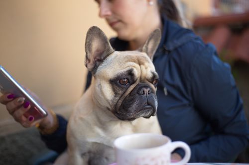 Free Unrecognizable female sitting with French bulldog and browsing mobile phone on blurred background Stock Photo