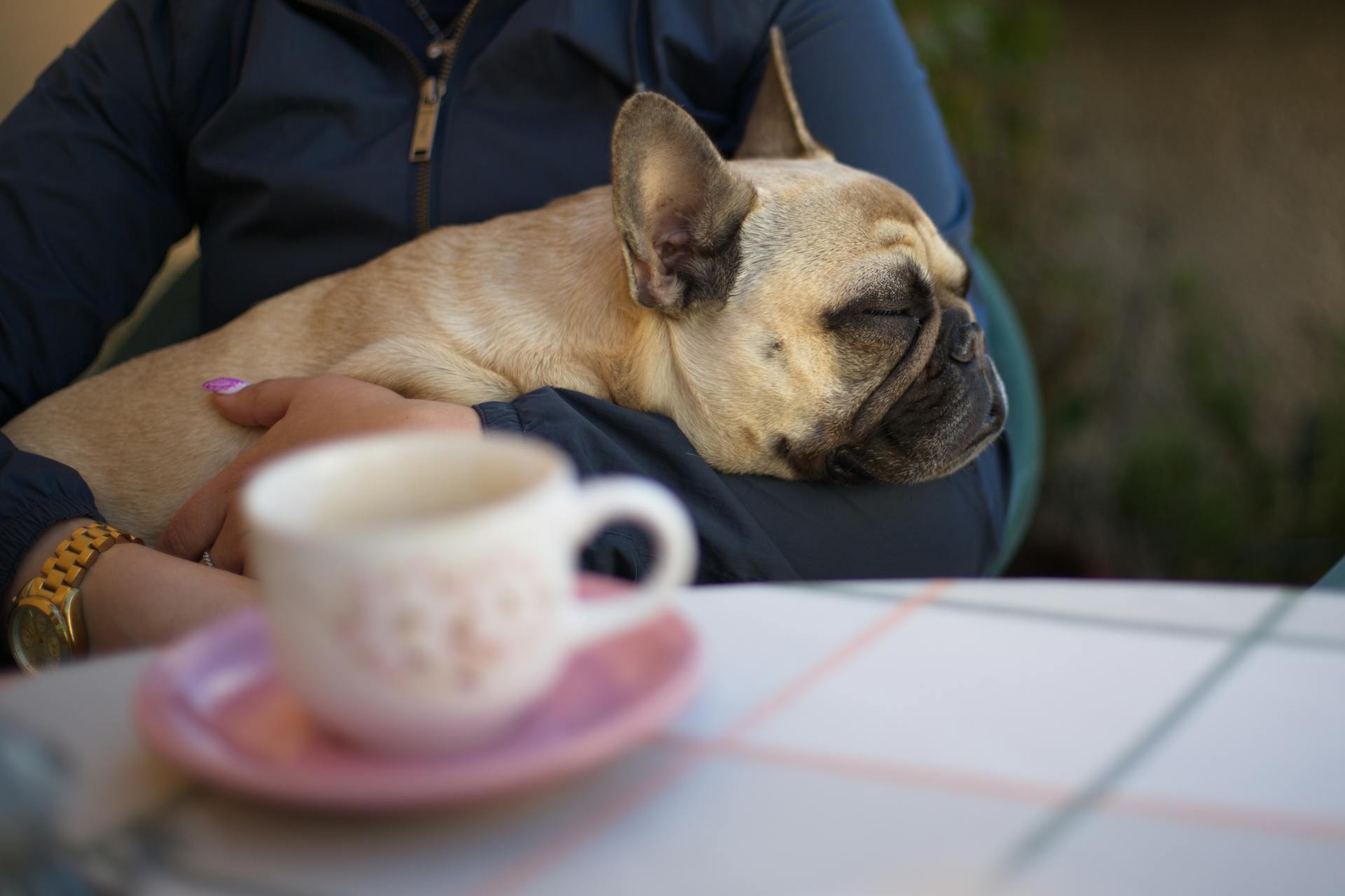 Crop woman embracing sleeping French Bulldog at table