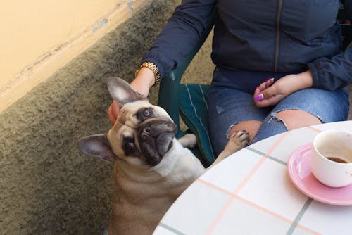 From above of cute purebred French bulldog near crop female sitting at table in cafe