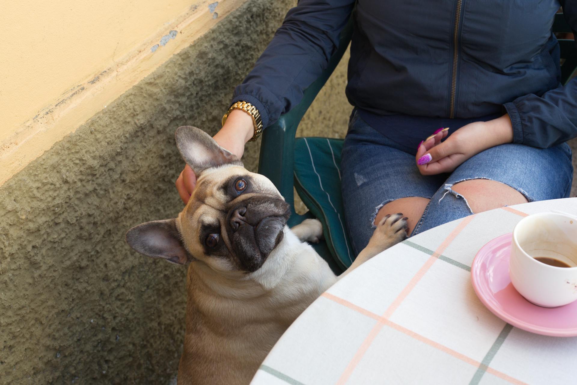 From above of cute purebred French bulldog near crop female sitting at table in cafe