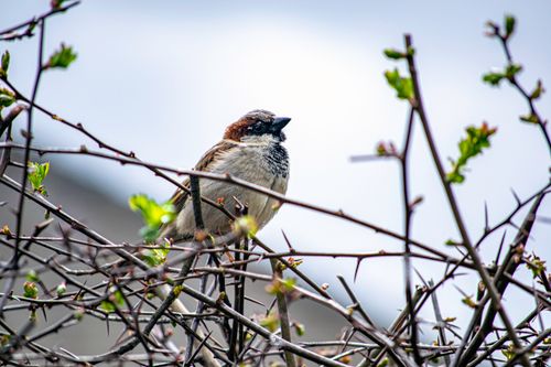 Free stock photo of sparrow, wild bird, wild birds Stock Photo