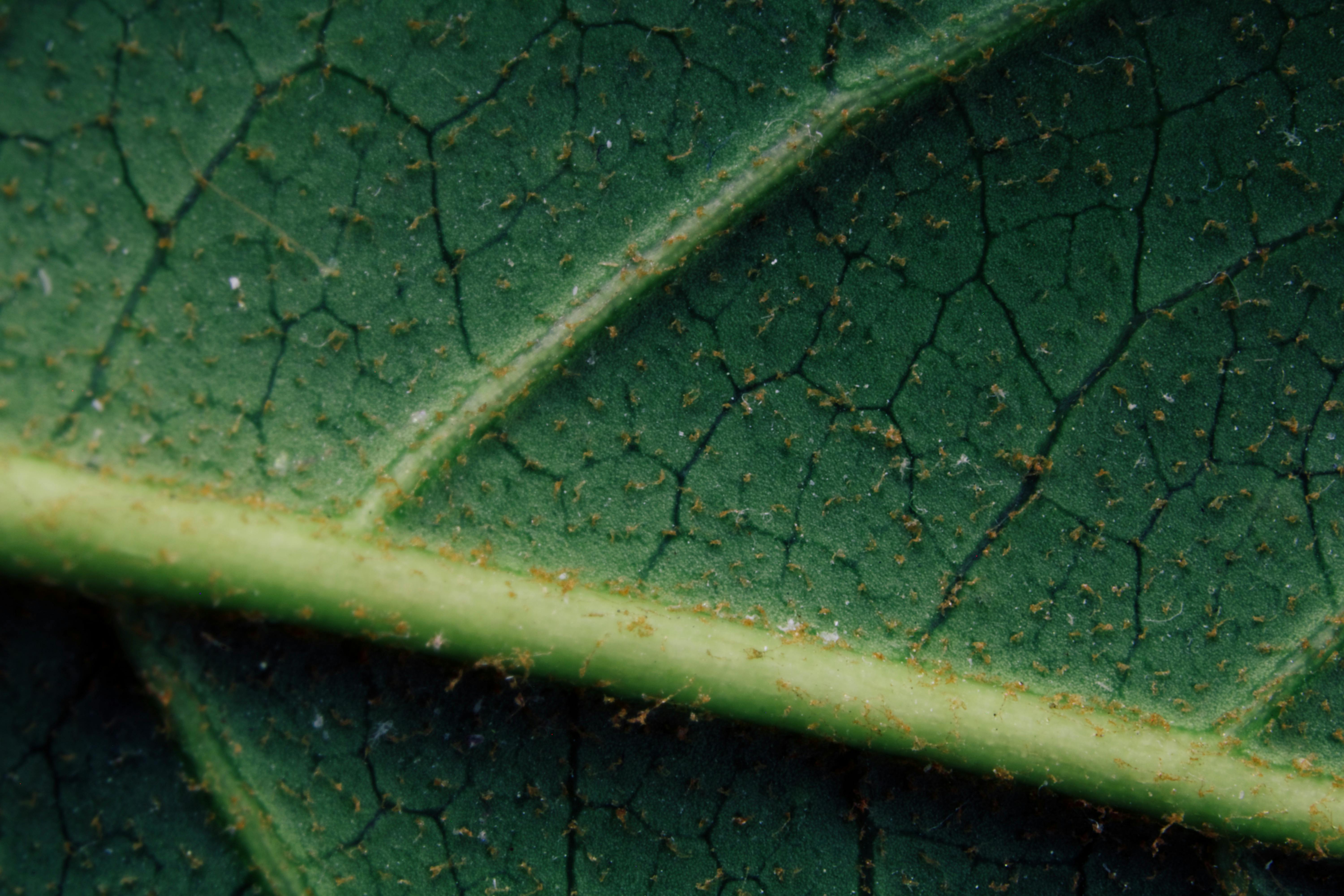 green leaf in close up photography