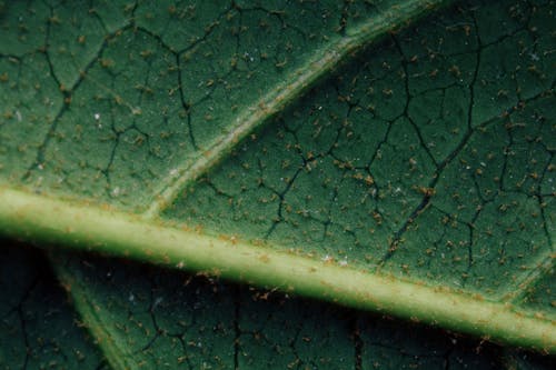 Green Leaf in Close Up Photography