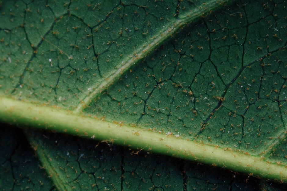 Detailed macro shot of a green leaf showing intricate veins and texture, highlighting natural beauty.