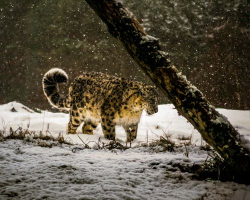 Free stock photo of big cat, carnivore, carnivores Stock Photo