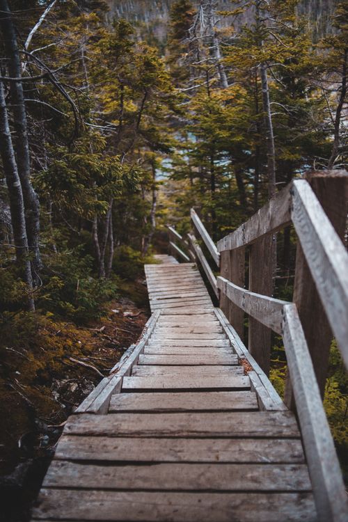 Free Grunge stairs of lumber material leading down through forest trees growing on rough terrain Stock Photo