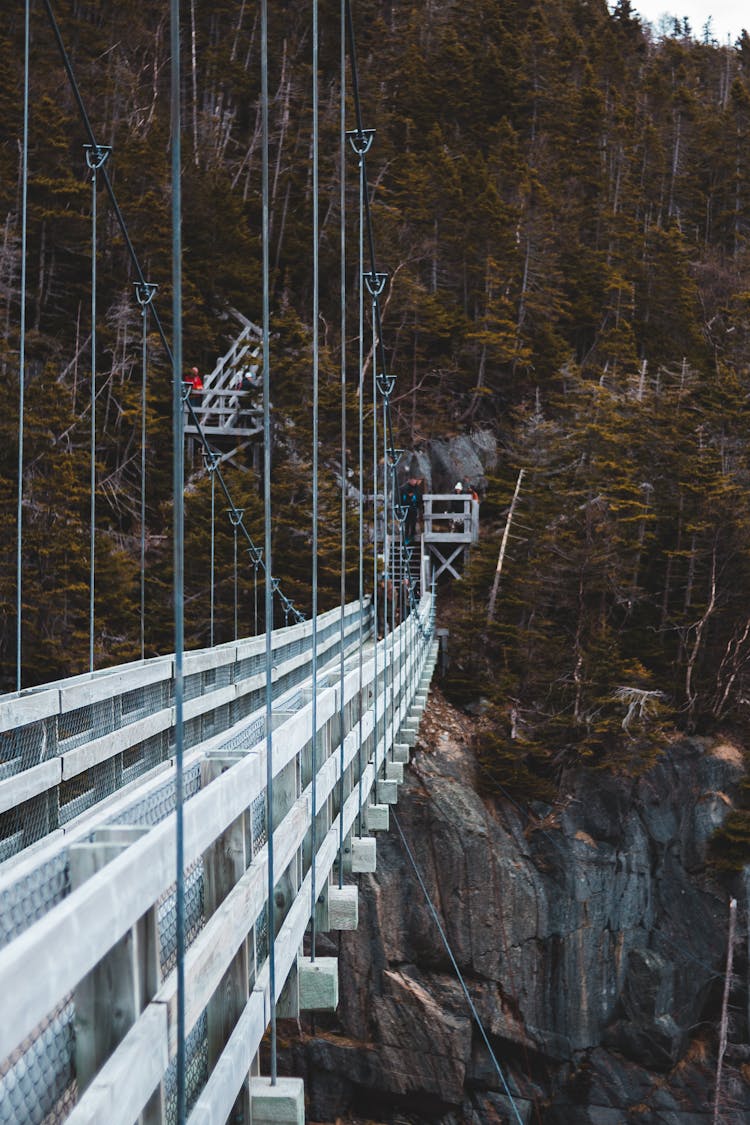 Suspension Bridge Located Near Forest Trees