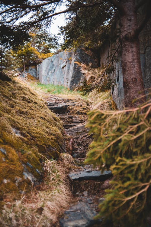 Rocky hiking trail in wild forest