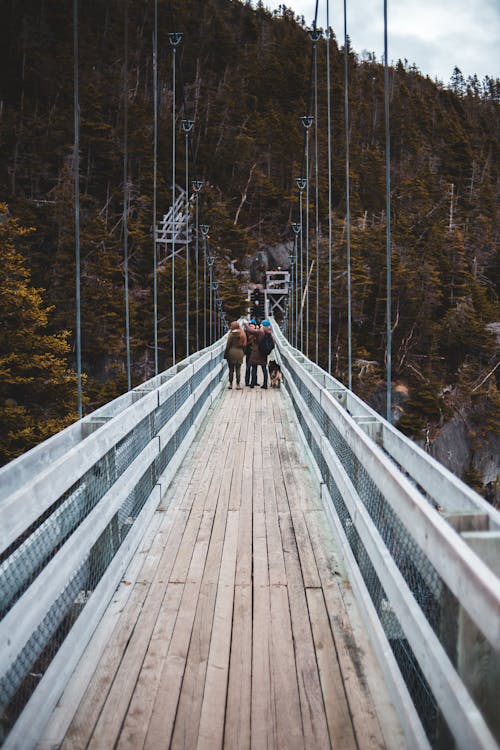 Back view of unrecognizable travelers in warm cloths standing on wooden suspension bridge with dog and admiring picturesque view of coniferous forest