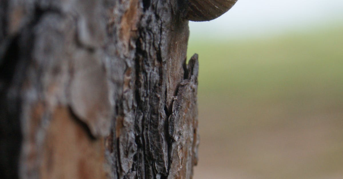 Free stock photo of bark, bug, close up