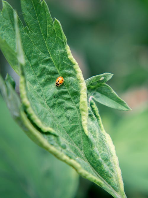 Small ladybird beetle sitting on fresh green leaf of plant in botanical garden