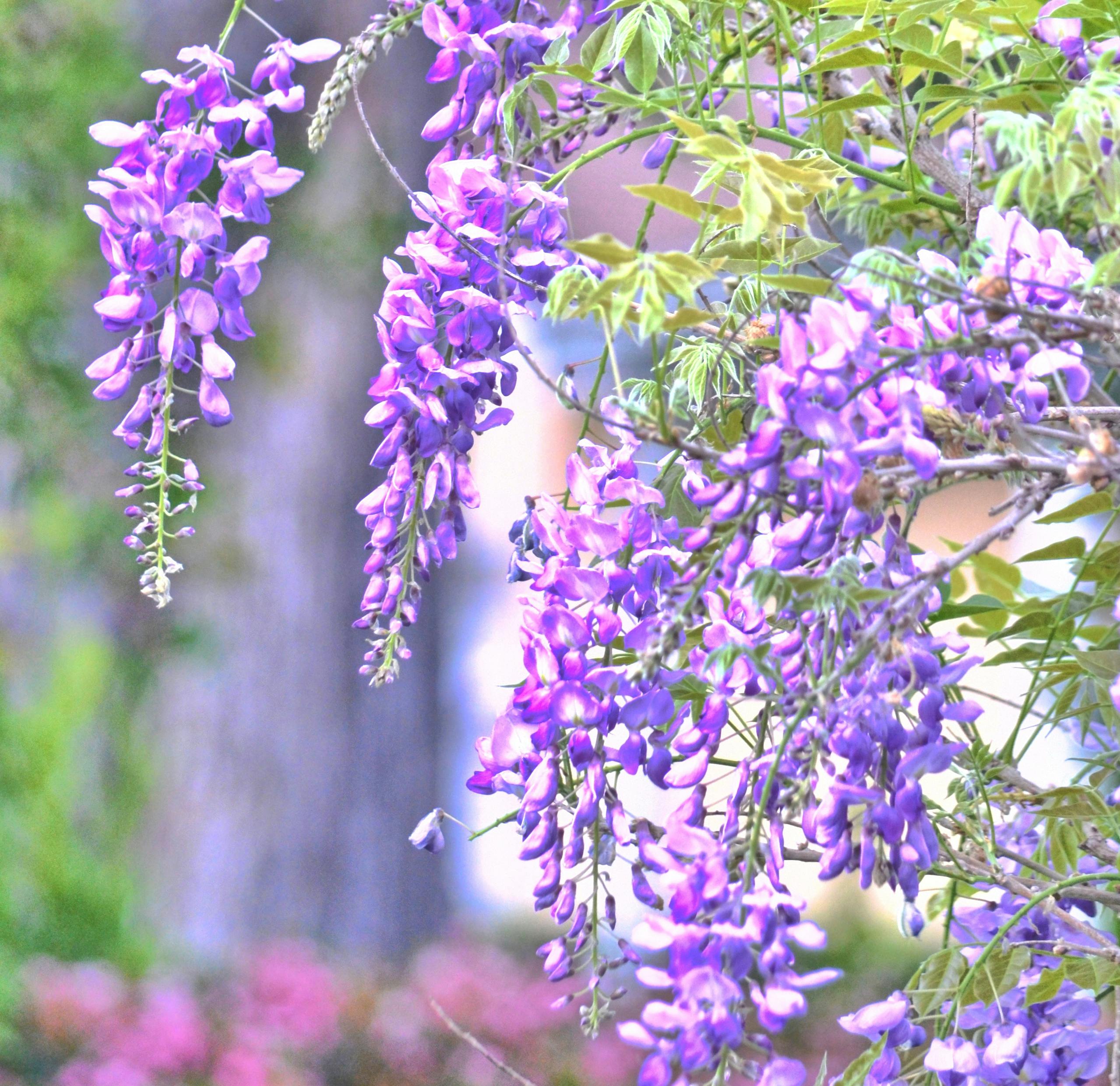 きれいな花 フラワーズ ラベンダーの花の無料の写真素材