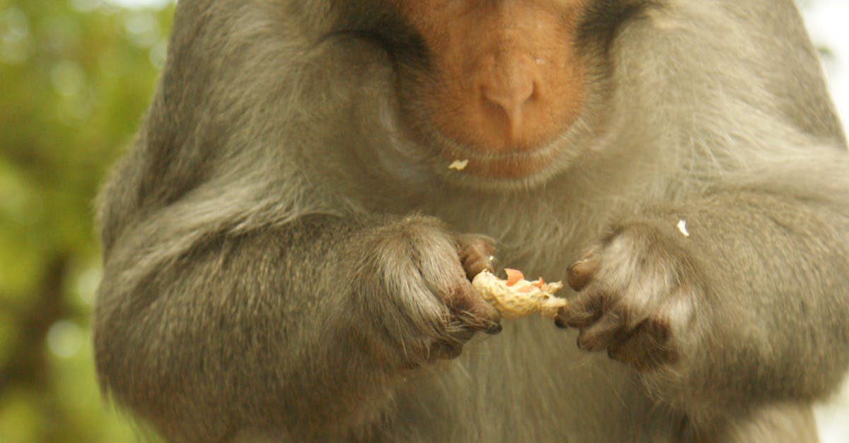 Free stock photo of animal, fur, monkey