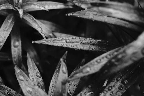 Grayscale Photo of Water Droplets on Leaves