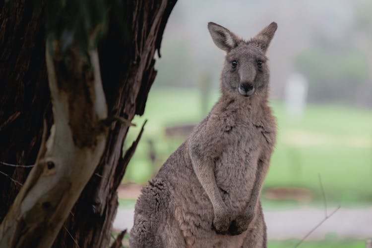 Kangaroo By Tree