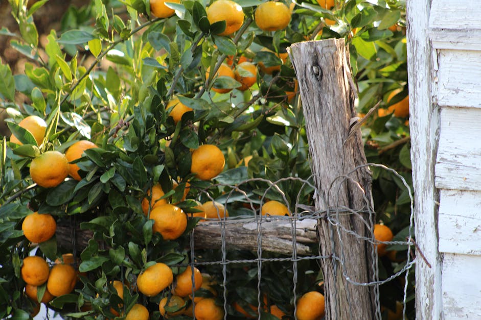 Free stock photo of texas farm satsuma oranges fence