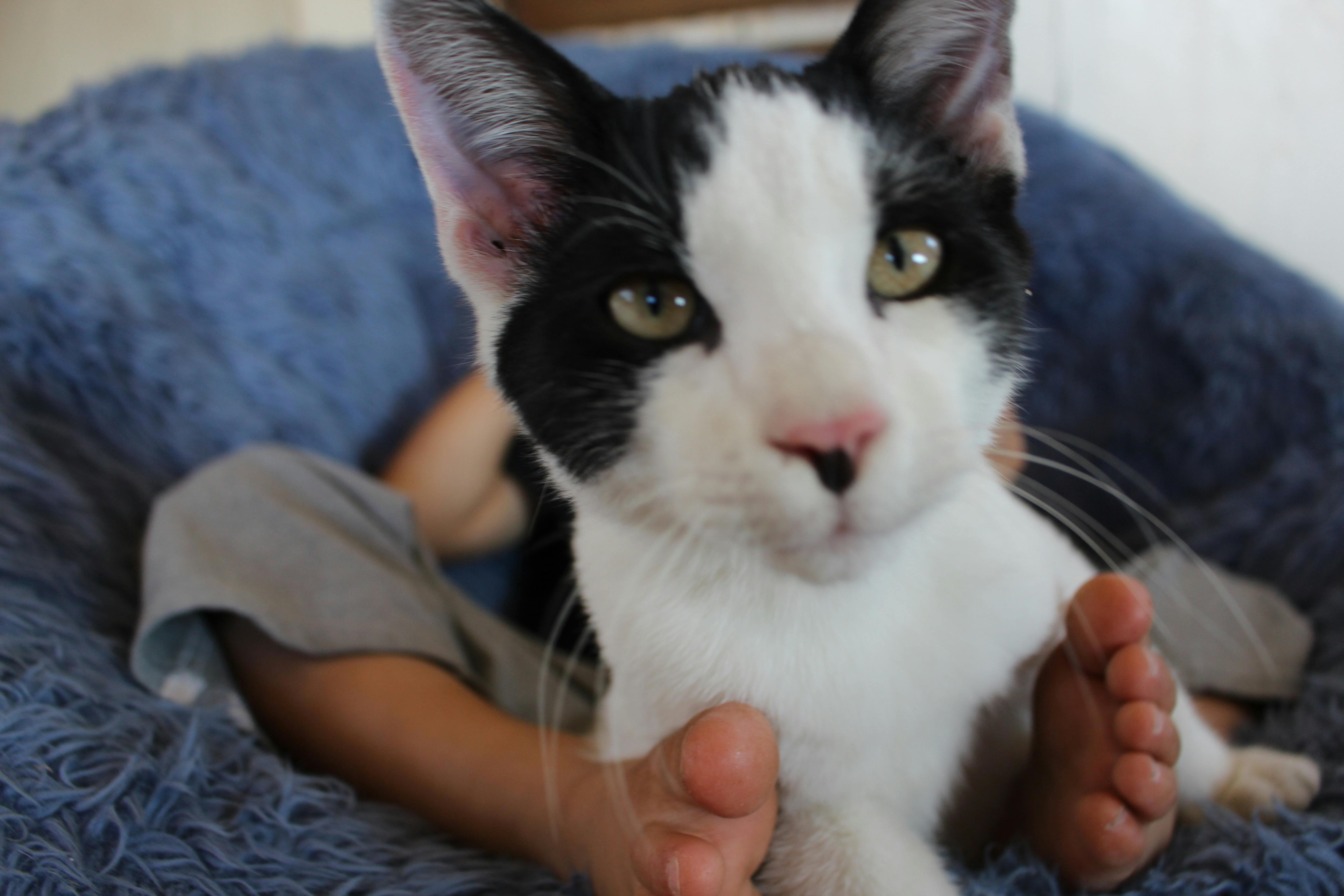 かわいい猫黒白子供子供男の子足の無料の写真素材 かわいい猫黒白子供子供男の子足の無料の写真素材