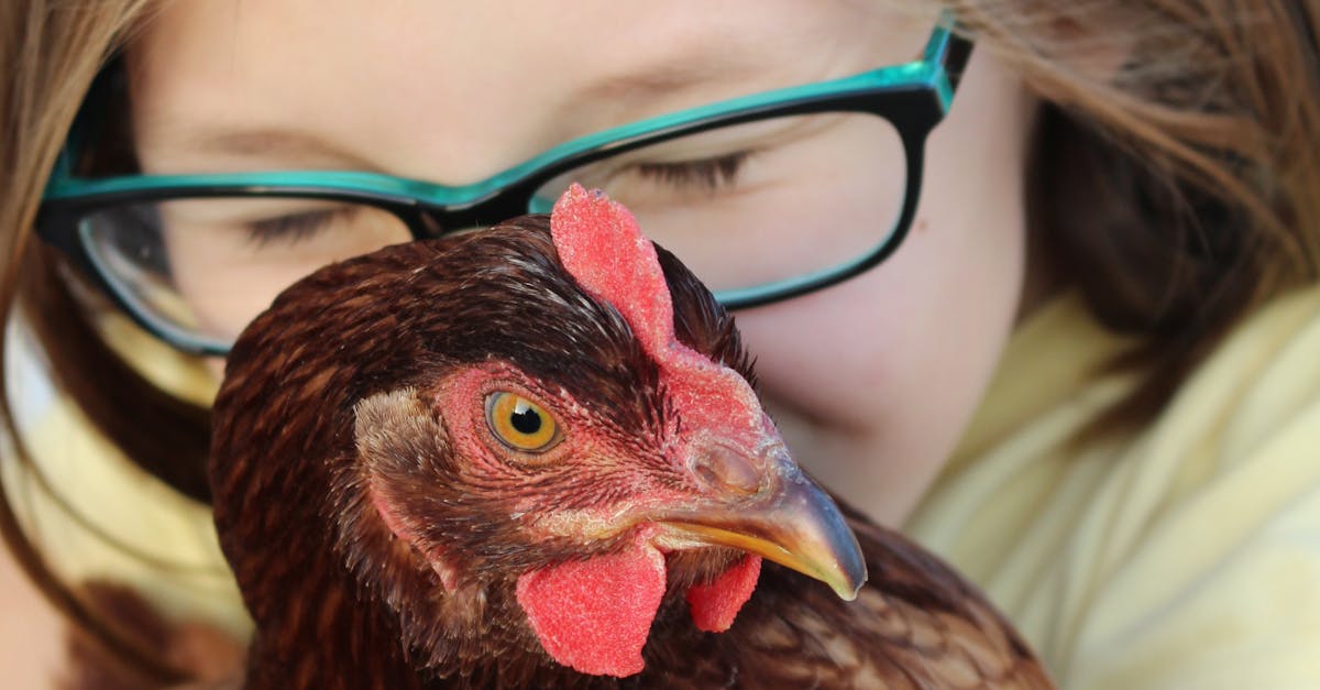 Free stock photo of girl chicken love farm farmer hen red glasses