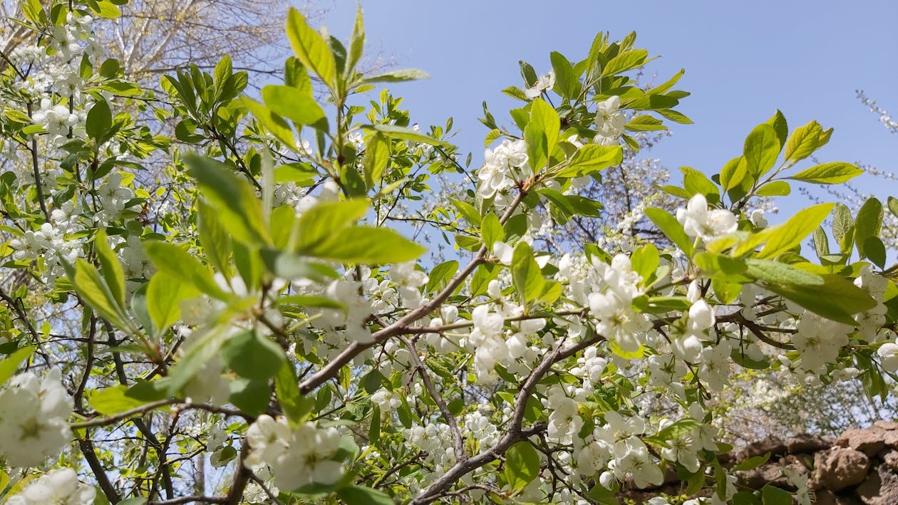 Free Stock Photo Of Android Wallpaper Blooming Flowers Free Wallpaper