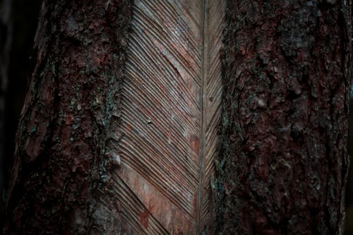 Free Texture Carved in a Tree Trunk Stock Photo