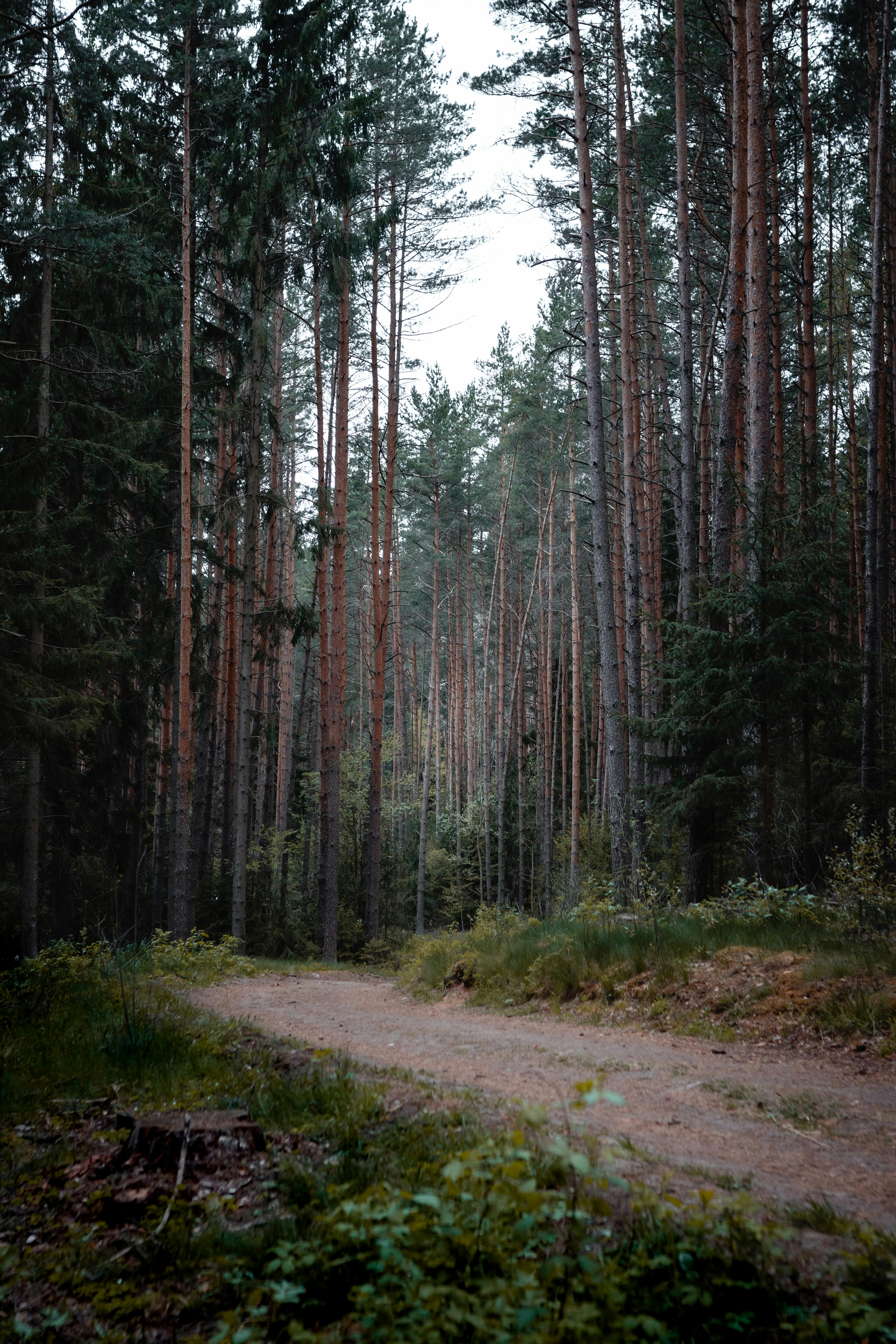 Discover a serene pine forest trail in Šiauliai County, Lithuania, perfect for nature walks.