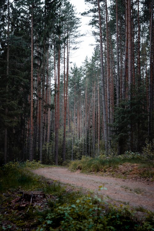 Free Dirt Road in a Forest Stock Photo