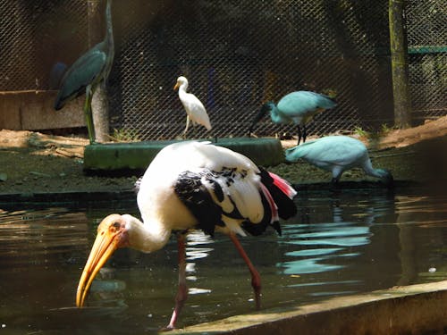 Free stock photo of crane, nature, pelican