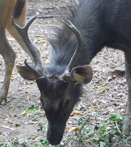 Free stock photo of animals, deer, deerpark