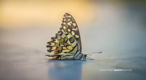 Free stock photo of brown butterfly, dead, inderpreetsekhon