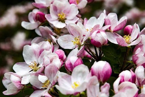 White and Purple Flowers in Tilt Shift Lens