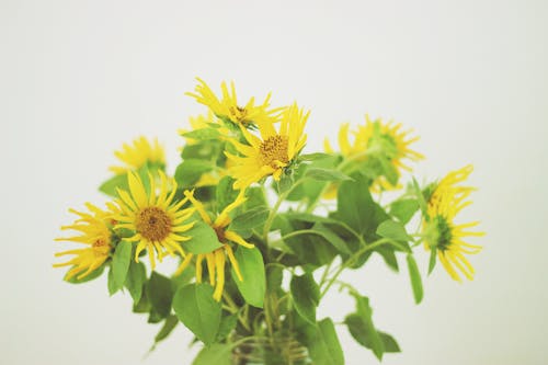 Foto stok gratis alam, bunga matahari, bunga-bunga