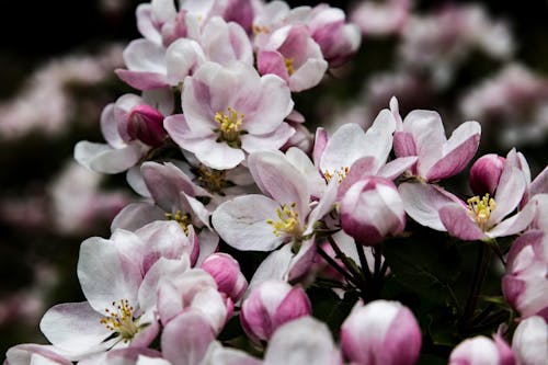 Ilmainen kuvapankkikuva tunnisteilla kaunis kukka, kevätkukat, kukinta