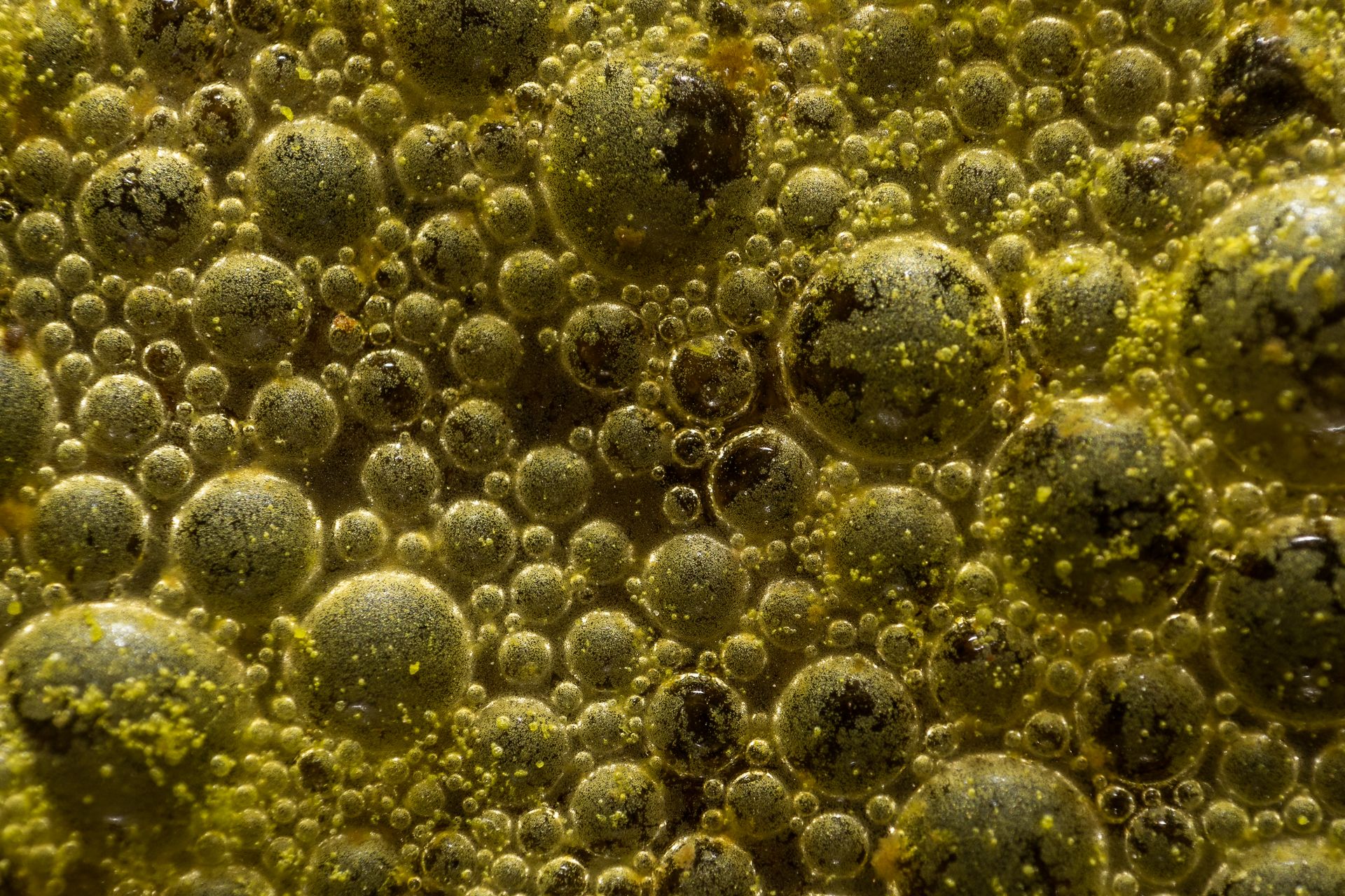 Extreme Close-up on Bacteria