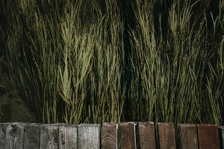 Rushes Near Wooden Pier