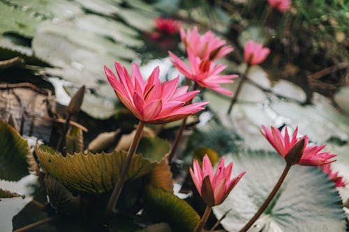 Free Elegant flowers of Nymphaea pubescens plant in lake Stock Photo
