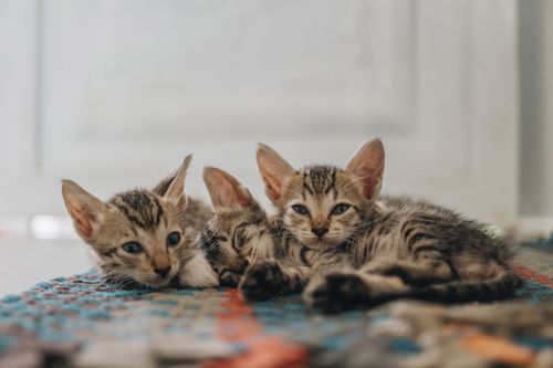 Free Adorable African Shorthair kittens with tabby fur cuddling and resting on carpet at home Stock Photo